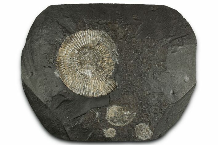 Fossil Ammonite Cluster - Posidonia Shale, Germany #350875